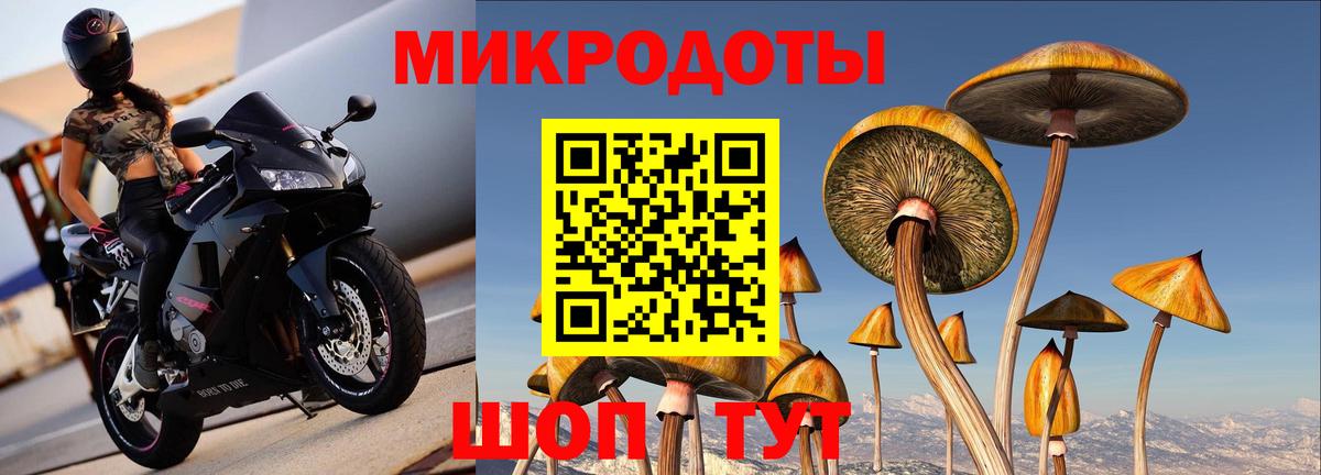 Псилоцибиновые грибы Psilocybe Сосновоборск